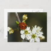 Ladybug - Ladybird Briefkaart - Ladybug on Hawthor (Voorkant / Achterkant)