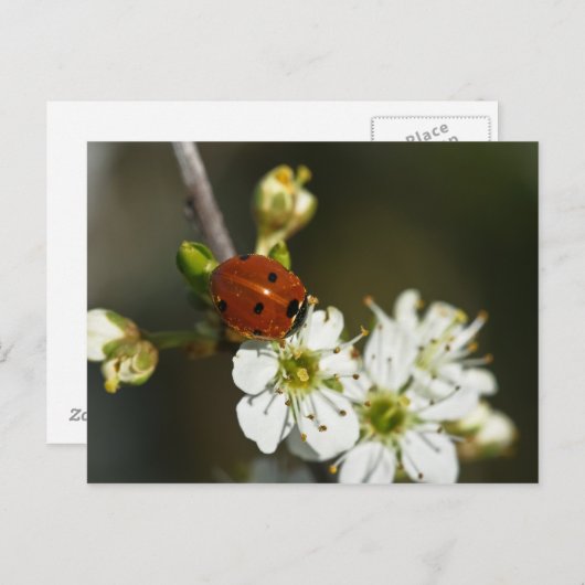 Ladybug - Ladybird Briefkaart - Ladybug on Hawthor (Voorkant / Achterkant)