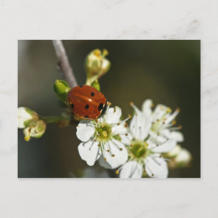 Ladybug - Ladybird Briefkaart - Ladybug on Hawthor