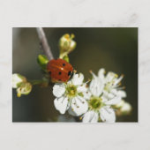 Ladybug - Ladybird Briefkaart - Ladybug on Hawthor (Voorkant)