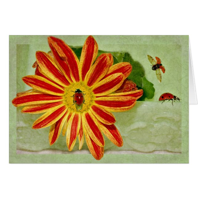 Ladybug Ladybug Ladybug (Voorkant Horizontaal)