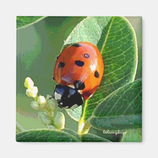 Ladybug Ladybug Magneet (Voorkant)