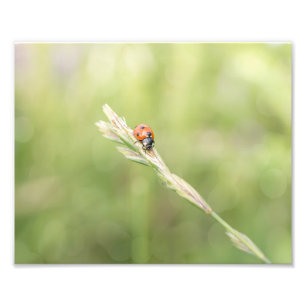 Ladybug Ladybug waar je foto's hebt laten afdrukke Foto Afdruk