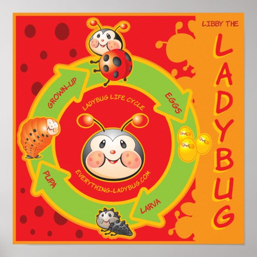 Ladybug Life Cylce Poster voor kinderen (Voorkant)