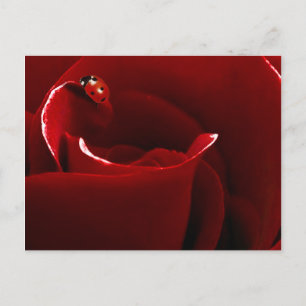 Ladybug Love Briefkaart