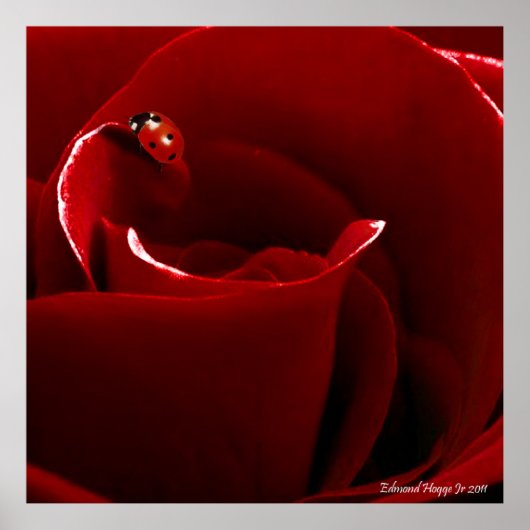 Ladybug Love Poster (Voorkant)