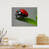 Ladybug Lovers Gifts Poster (Keuken)