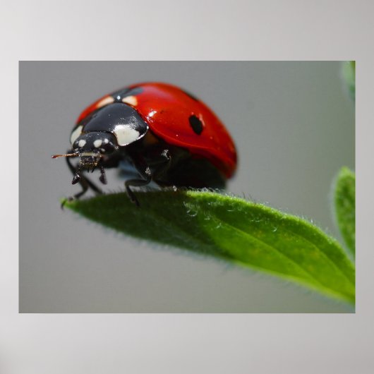 Ladybug Lovers Gifts Poster (Voorkant)