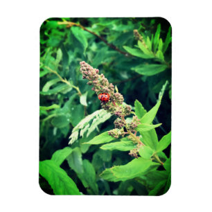 Ladybug Magneet
