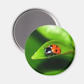 Ladybug Magneet (Voorkant / Achterkant)
