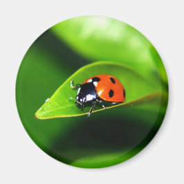 Ladybug Magneet