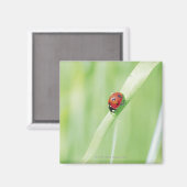 Ladybug Magneet (Voorkant / Achterkant)