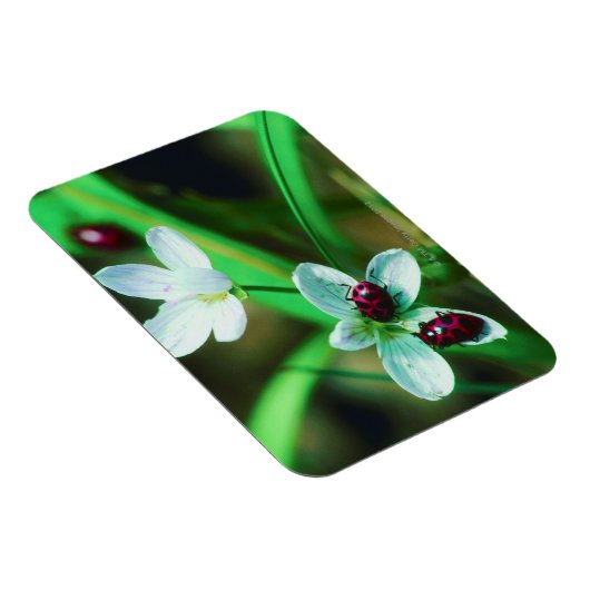 Ladybug Magneet (Rechterzijde)