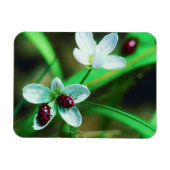 Ladybug Magneet (Horizontaal)