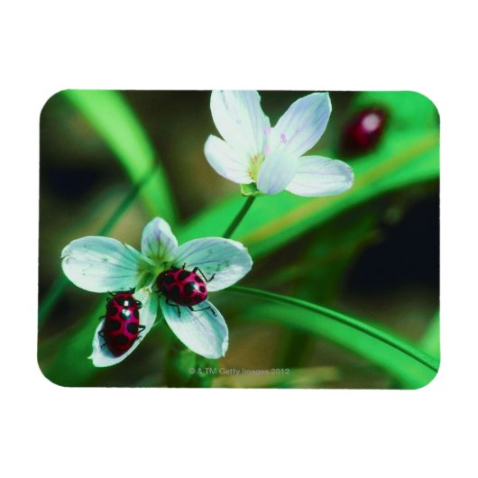 Ladybug Magneet (Horizontaal)