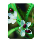 Ladybug Magneet (Verticaal)