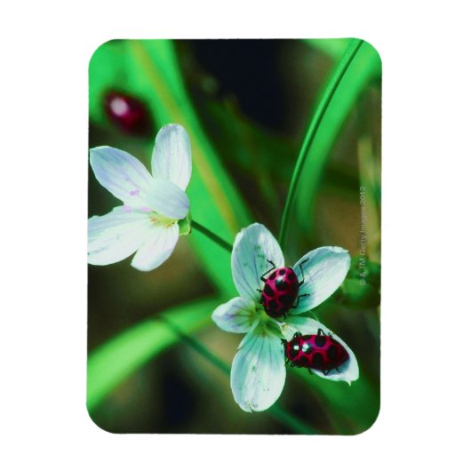 Ladybug Magneet (Verticaal)
