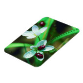 Ladybug Magneet (Linkerzijde)