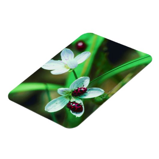 Ladybug Magneet (Linkerzijde)