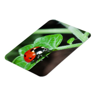 Ladybug Magneet