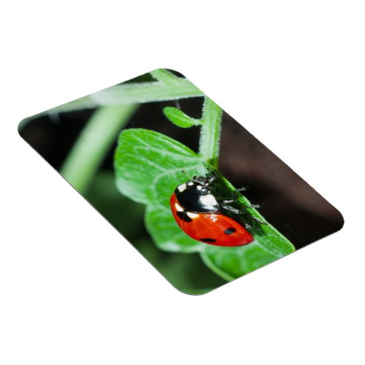 Ladybug Magneet (Rechterzijde)