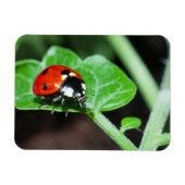 Ladybug Magneet (Horizontaal)