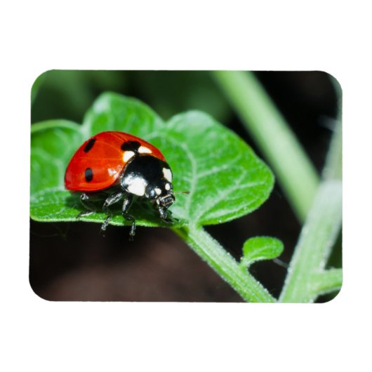 Ladybug Magneet (Horizontaal)