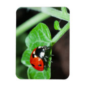 Ladybug Magneet (Verticaal)