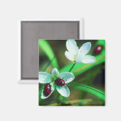 Ladybug Magneet (Voorkant / Achterkant)