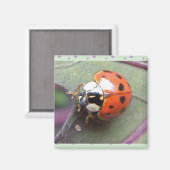 Ladybug Magnet (Voorkant / Achterkant)