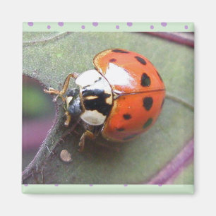 Ladybug Magnet
