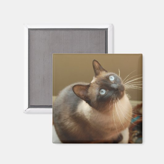 Ladybug Magnet (Voorkant / Achterkant)