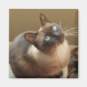 Ladybug Magnet (Voorkant)