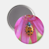 Ladybug Magnet (Voorkant / Achterkant)