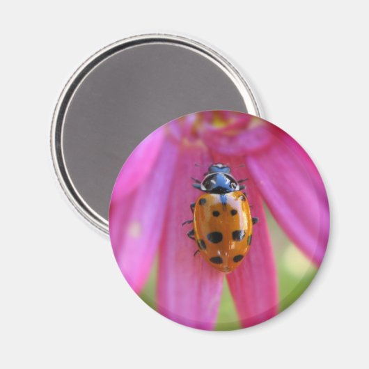 Ladybug Magnet (Voorkant / Achterkant)