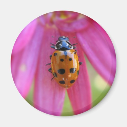 Ladybug Magnet (Voorkant)