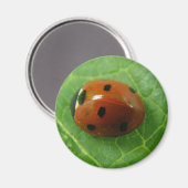 Ladybug Magnet (Voorkant / Achterkant)