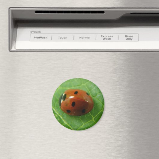 Ladybug Magnet (Insitu (Vaatwasser))