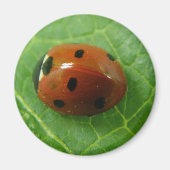Ladybug Magnet (Voorkant)