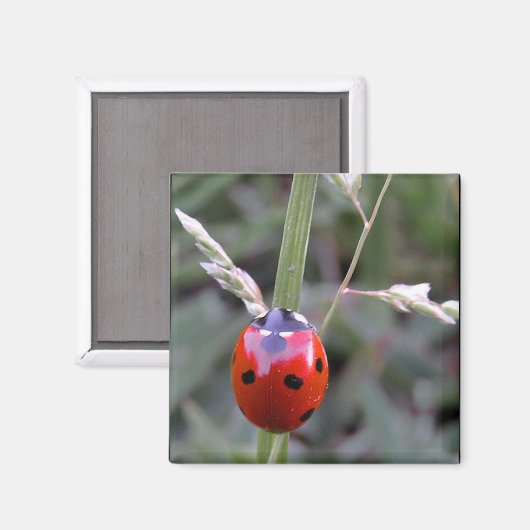 Ladybug Magnet (Voorkant / Achterkant)