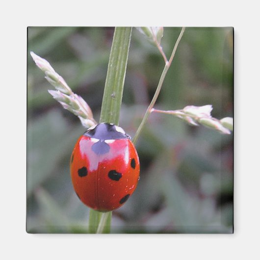 Ladybug Magnet (Voorkant)