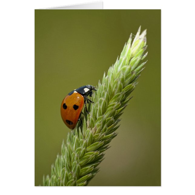 Ladybug Messenger (Voorkant)