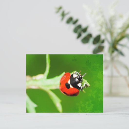 Ladybug met briefkaart met groene bladeren (Staand voorkant)