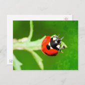 Ladybug met briefkaart met groene bladeren (Voorkant / Achterkant)