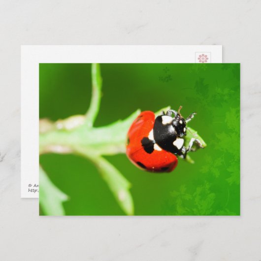Ladybug met briefkaart met groene bladeren (Voorkant / Achterkant)