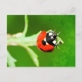 Ladybug met briefkaart met groene bladeren (Voorkant)