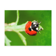 Ladybug met briefkaart met groene bladeren