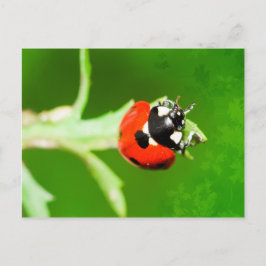 Ladybug met briefkaart met groene bladeren