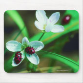 Ladybug Muismat (Voorkant)