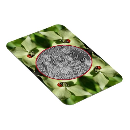 Ladybug on Dogwood Flower Lijst Uw foto toevoegen Magneet (Rechterzijde)